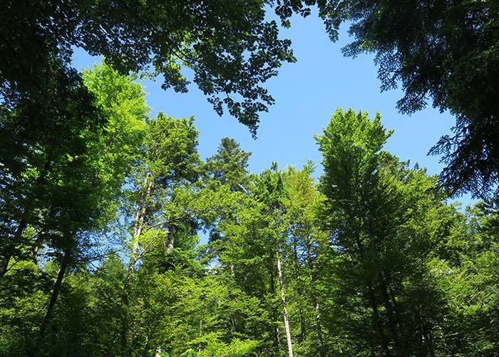 Canopy-in-the-Snežnik-forest