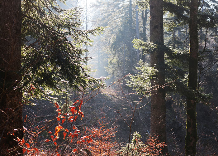 The-most-beautiful-forest-in-the-world