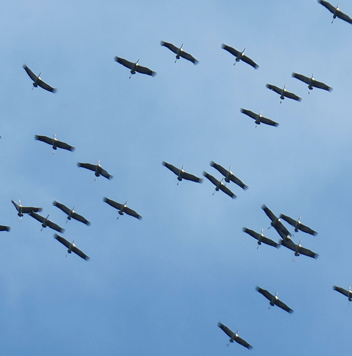 Eurasian-cranes-at-Lake-Cerknica