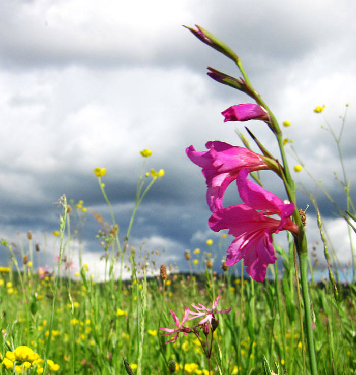 Wild-swordlily-at-Lake-Cerknica