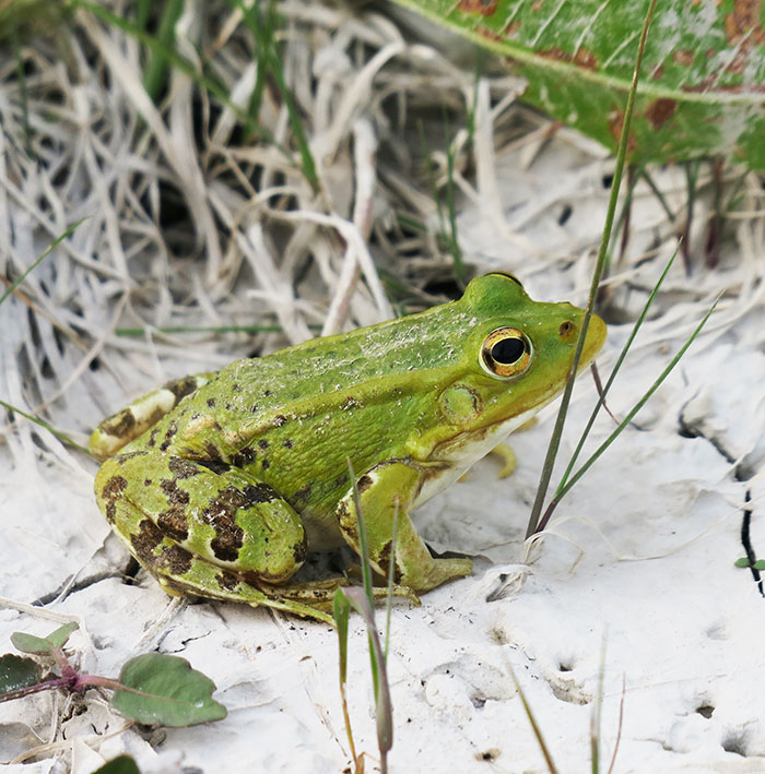 pool-frog-at-lake-cerknica
