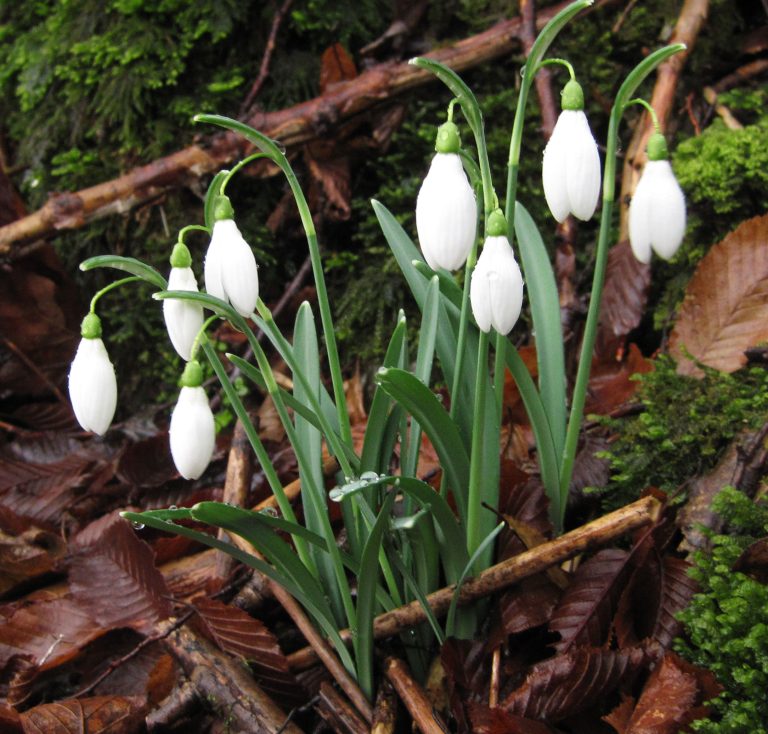 snowdrops-at-the-spring